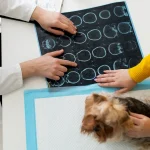 Radiologia Veterinária cresce no Brasil, entenda o cenário